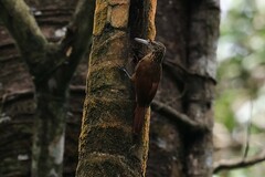 Xiphorhynchus guttatus