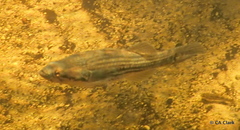 Gobiomorphus australis