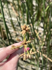 Schoenoplectus acutus