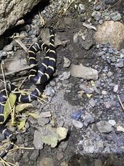 Lampropeltis californiae