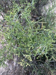 Ibervillea tenuisecta