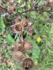 Arctium