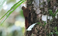 Glyphorynchus spirurus