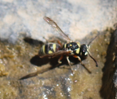 Eumeninae