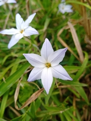 Ipheion uniflorum