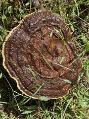 Ganoderma sessile