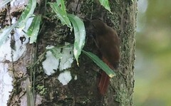 Glyphorynchus spirurus