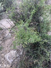 Ibervillea tenuisecta