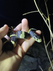 Lampropeltis californiae