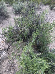 Ibervillea tenuisecta