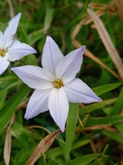 Ipheion uniflorum