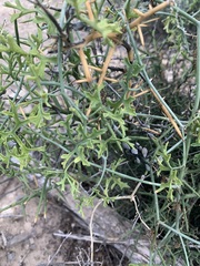 Ibervillea tenuisecta