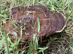 Ganoderma sessile