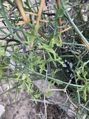 Ibervillea tenuisecta