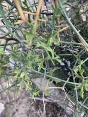 Ibervillea tenuisecta