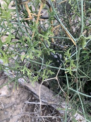 Ibervillea tenuisecta