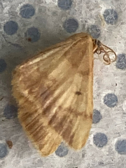 Idaea demissaria