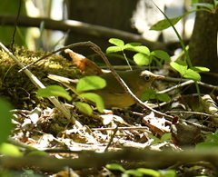 Oporornis agilis