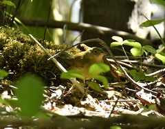 Oporornis agilis