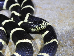Lampropeltis californiae