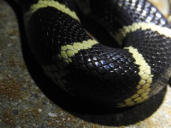 Lampropeltis californiae