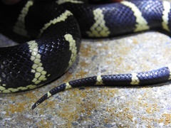 Lampropeltis californiae