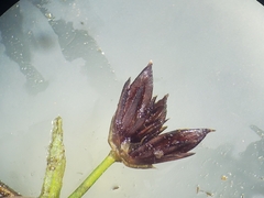 Juncus alpinoarticulatus