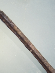 Juncus alpinoarticulatus