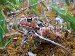 Anaxyrus americanus copei