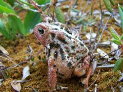 Anaxyrus americanus copei