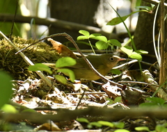 Oporornis agilis