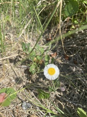Erigeron procumbens