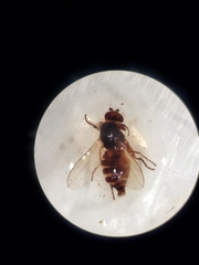 Sphaeroceridae