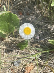 Erigeron procumbens