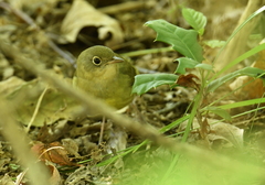 Oporornis agilis