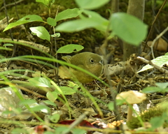 Oporornis agilis