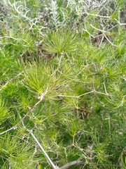 Asparagus retrofractus