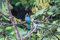 Trogon curucui