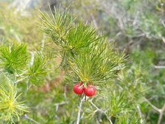 Asparagus retrofractus