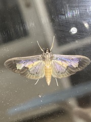 Eulepte