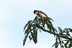 Hemithraupis flavicollis