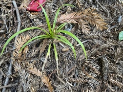 Carex hendersonii