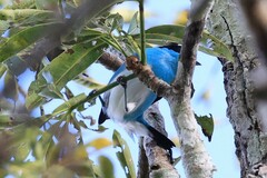 Dacnis lineata