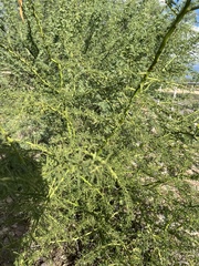 Parkinsonia florida