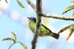 Dacnis cayana