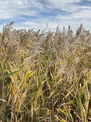 Phalaris arundinacea