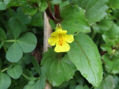 Erythranthe glabrata