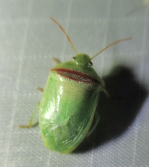 Piezodorus guildinii