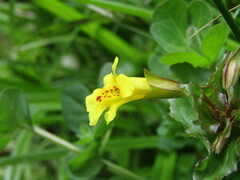 Erythranthe glabrata