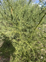 Parkinsonia florida